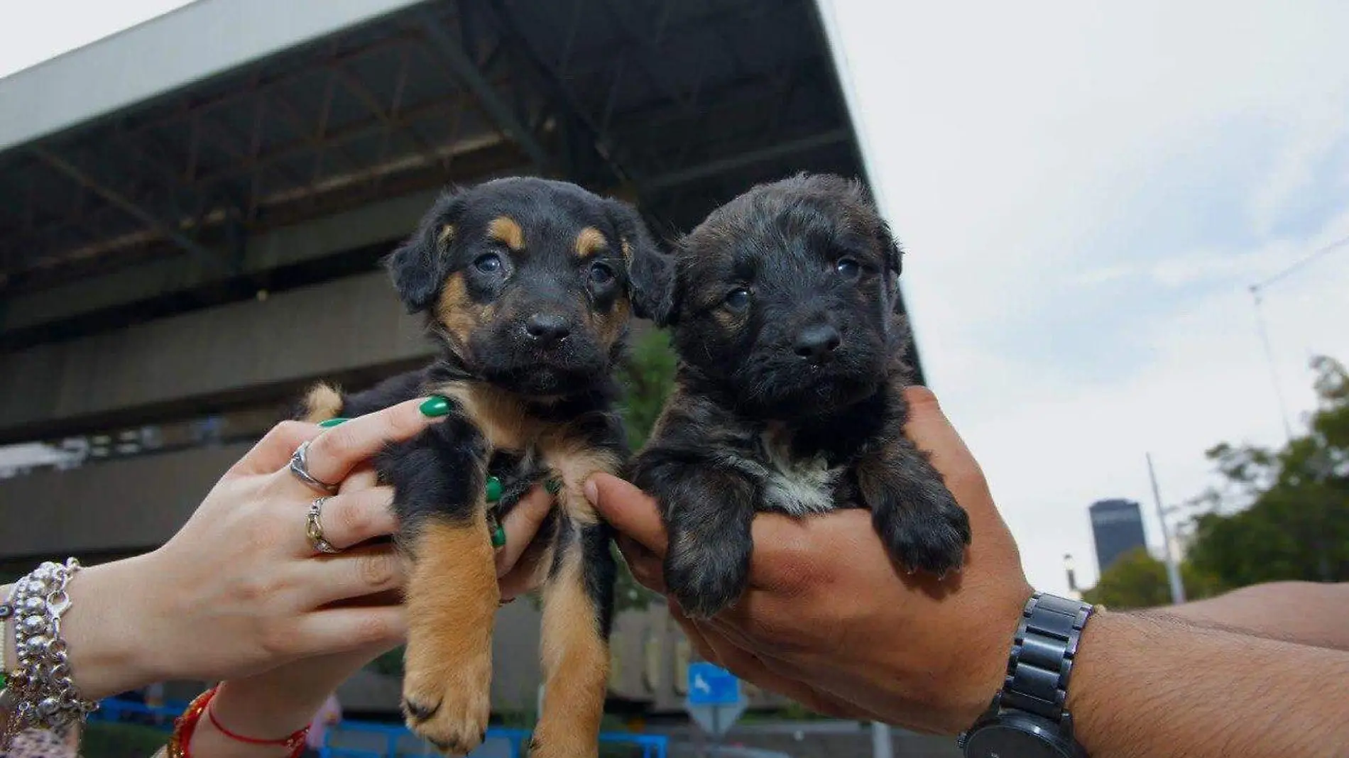 Venta de perros 